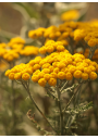 Hidrolato o agua floral de Helicriso | El Jardín de las Lilas