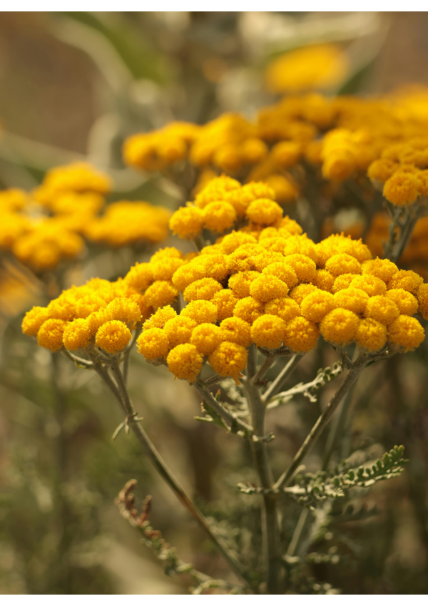 Hidrolato o agua floral de Helicriso | El Jardín de las Lilas