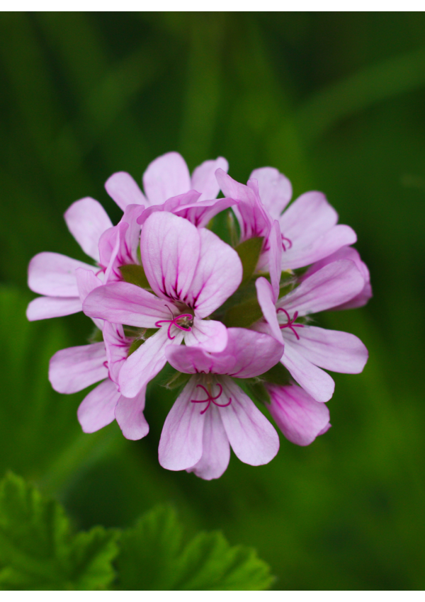 Hidrolato o agua floral de Geranio | El Jardín de las Lilas