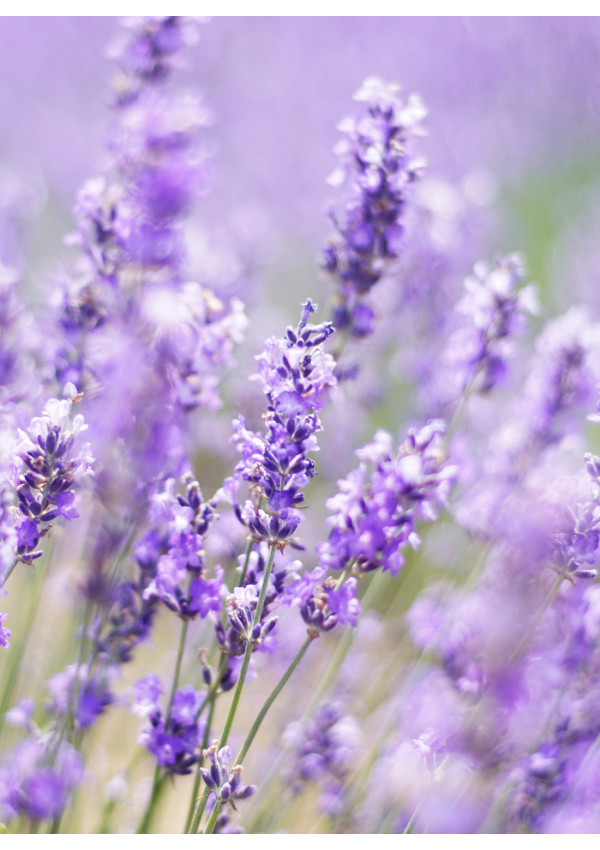 Hidrolato o agua floral de Lavanda | El Jardín de las Lilas