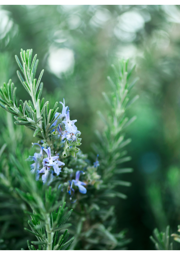 Hidrolato o agua floral de Romero | El Jardín de las Lilas