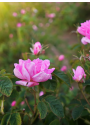 Hidrolato o agua floral de Rosas Antiguas | El Jardín de las Lilas