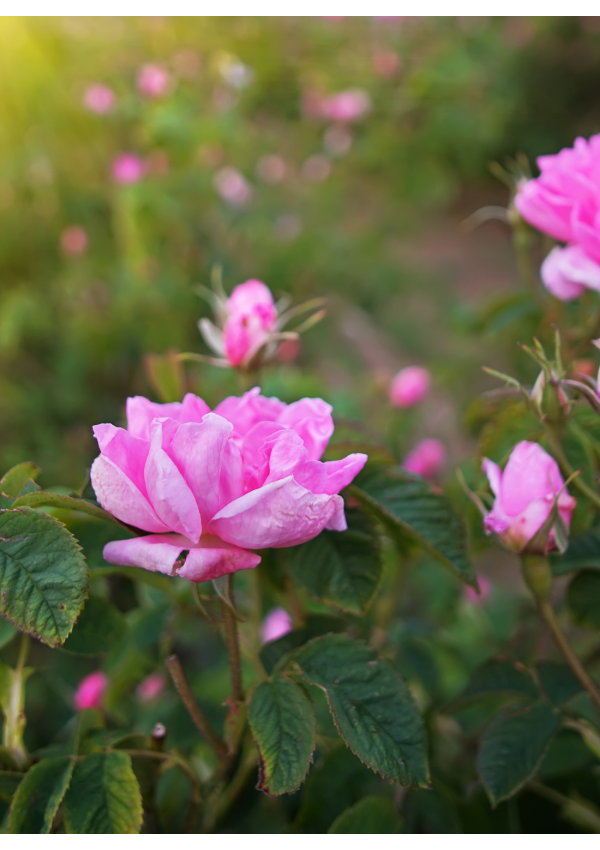 Hidrolato o agua floral de Rosas Antiguas | El Jardín de las Lilas