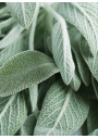 Hidrolato o agua floral de Salvia | El Jardín de las Lilas