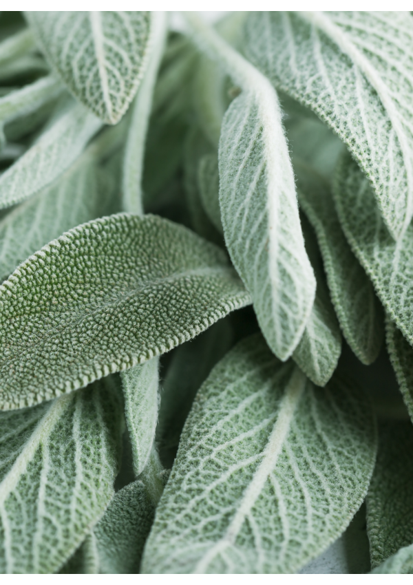 Hidrolato o agua floral de Salvia | El Jardín de las Lilas