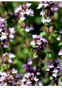 Hidrolato o agua floral de Tomillo | El Jardín de las Lilas