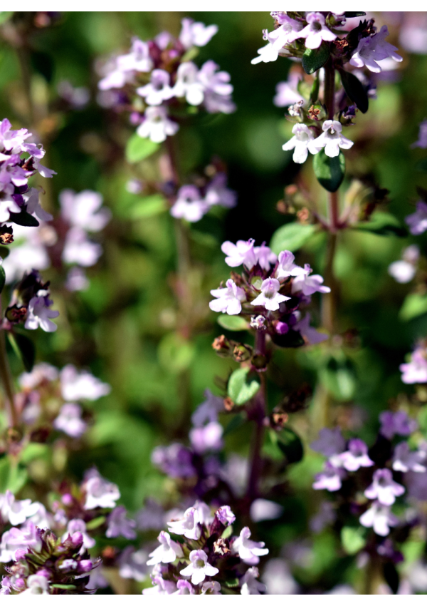 Hidrolato o agua floral de Tomillo | El Jardín de las Lilas