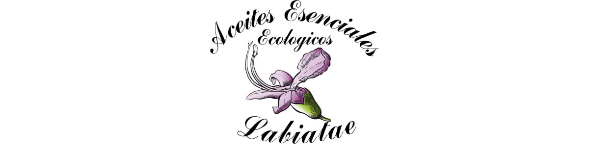 Labiatae